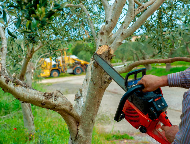 Tree Service Company in Kenly, NC